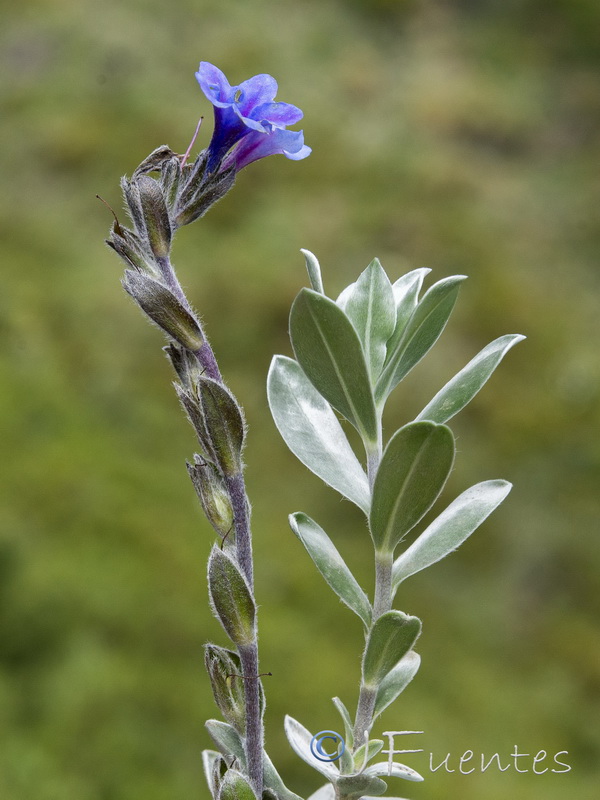 Glandora nitida.44