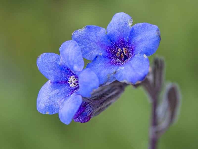 Glandora nitida.14