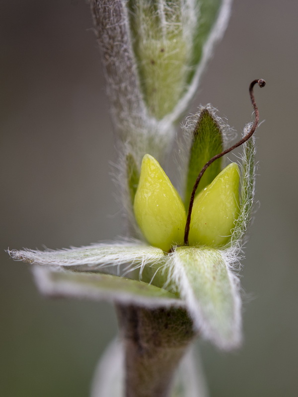 Glandora nitida.50