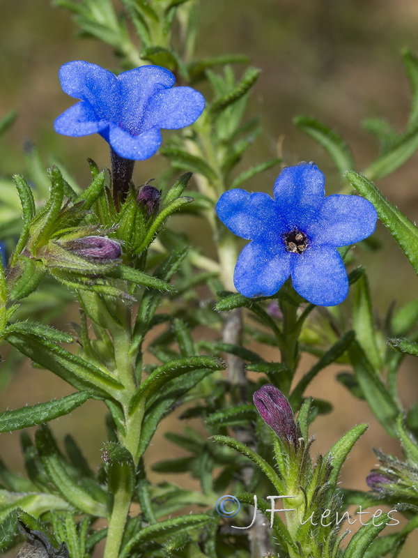 Glandora prostrata lusitanica.15