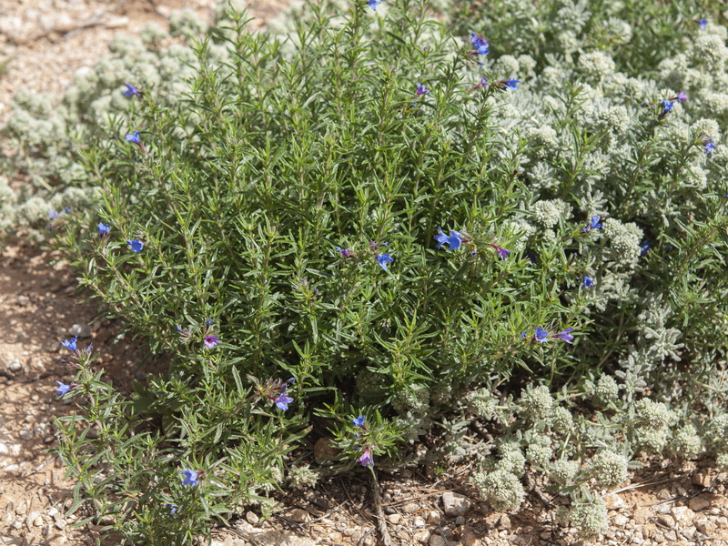 Glandora prostrata lusitanica.16