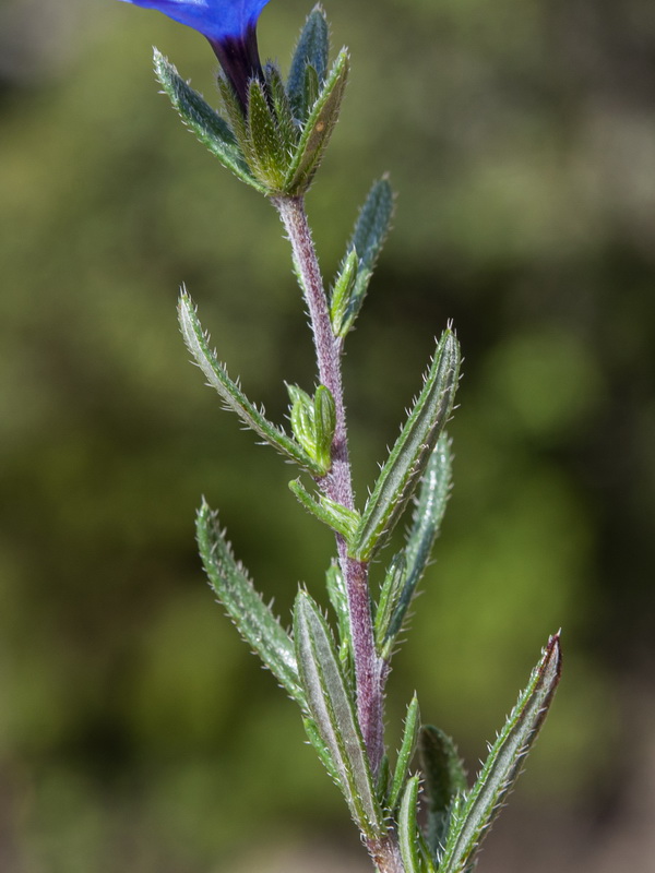 Glandora prostrata lusitanica.18