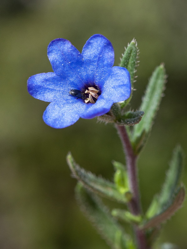 Glandora prostrata lusitanica.28