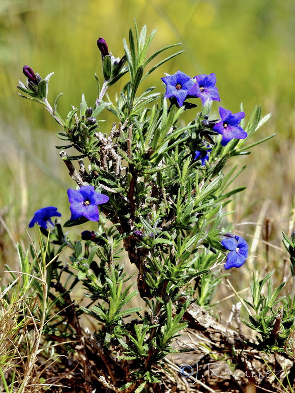 Glandora prostrata lusitanica.29