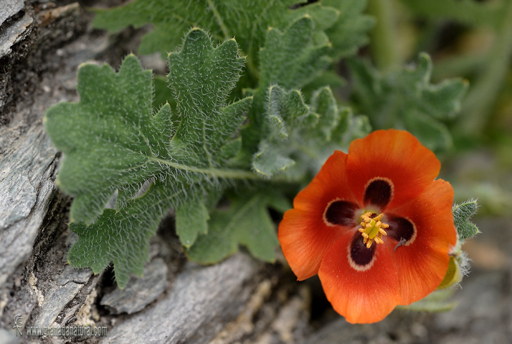 Glaucium corniculatum