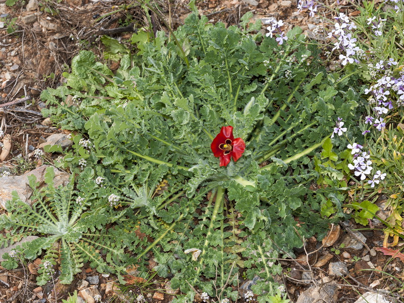 Glaucium corniculatum.01