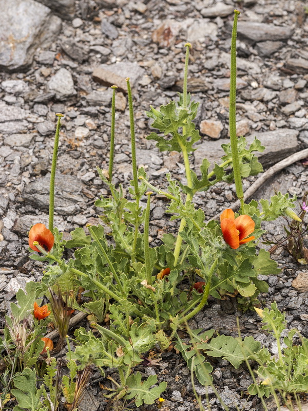 Glaucium corniculatum.02