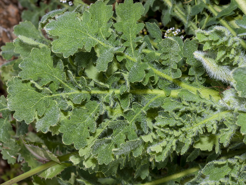 Glaucium corniculatum.03