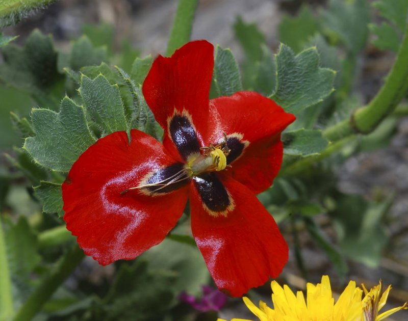 Glaucium corniculatum.10