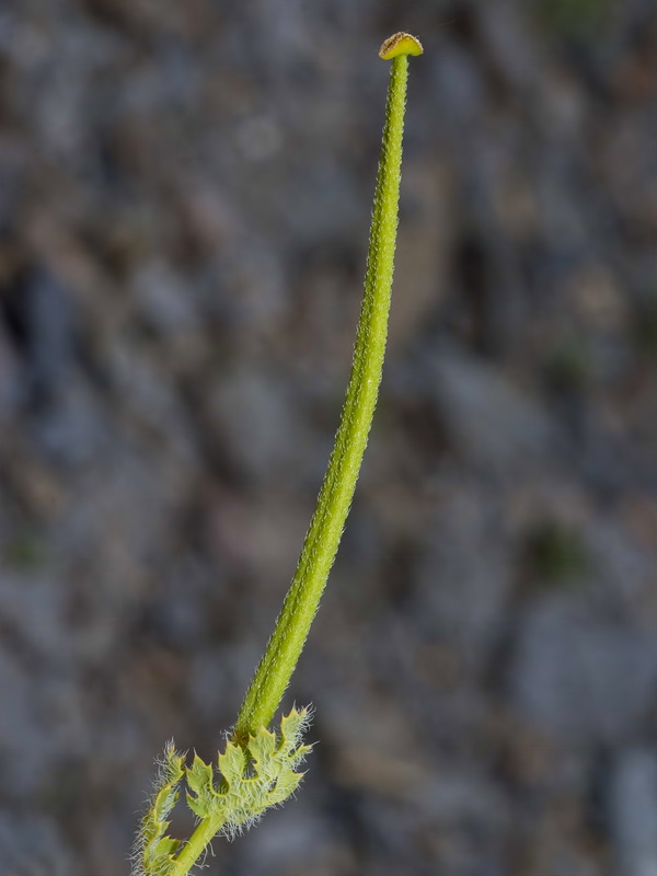 Glaucium corniculatum.16