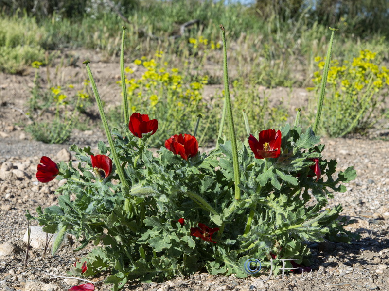 Glaucium corniculatum.17