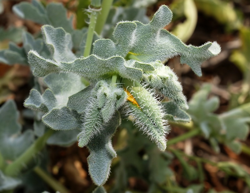 Glaucium flavum.04