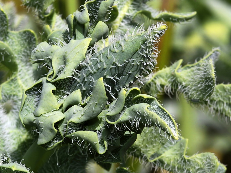 Glaucium flavum.05