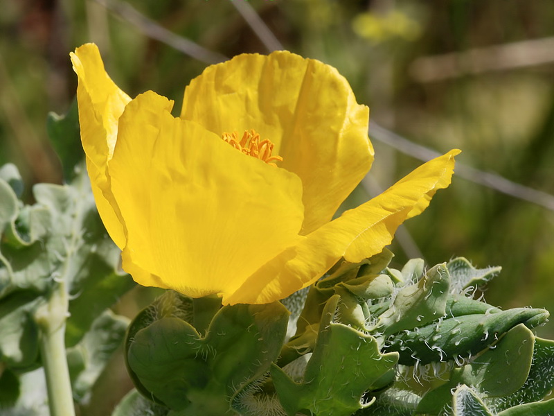 Glaucium flavum.10