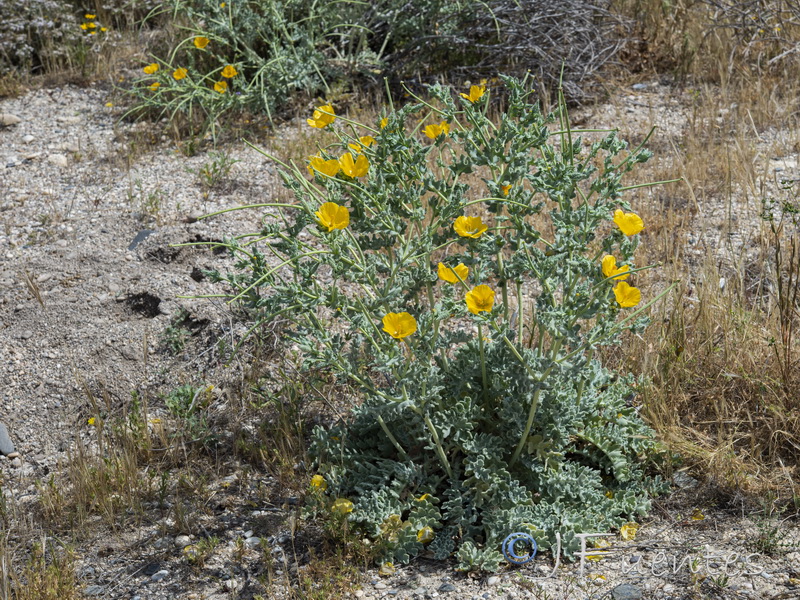 Glaucium flavum.02