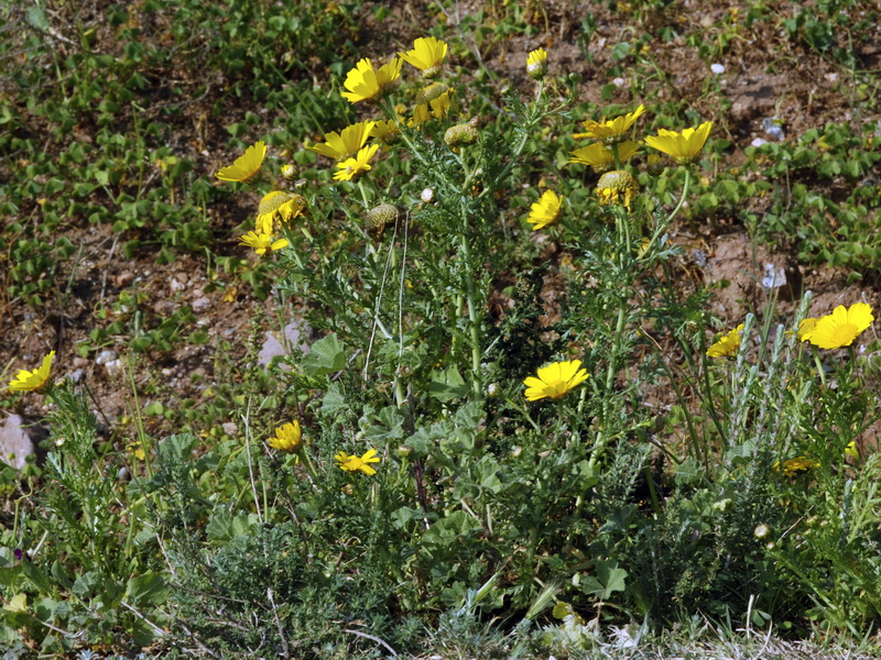 Glebionis coronaria.02