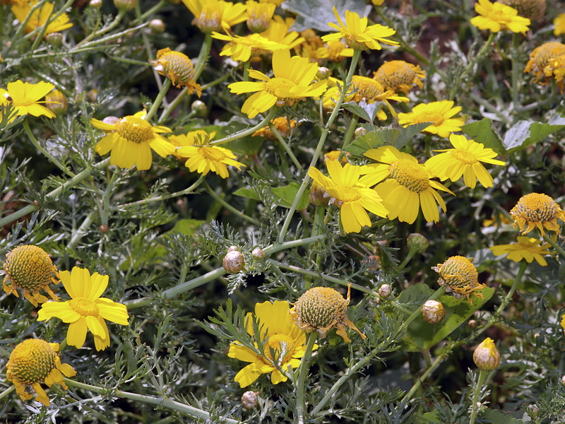 Glebionis coronaria.06