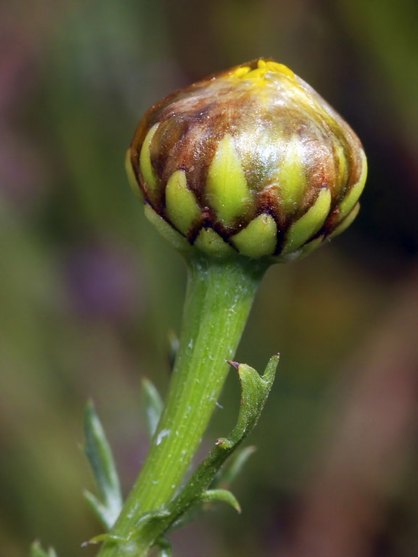 Glebionis coronaria.07