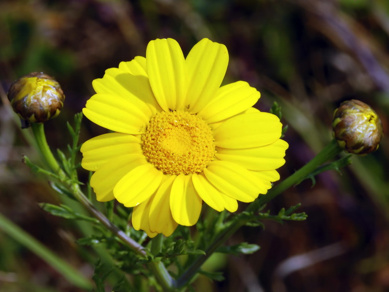 Glebionis coronaria.08
