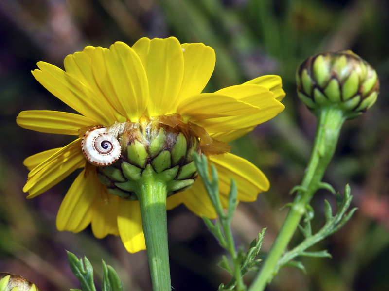Glebionis coronaria.09