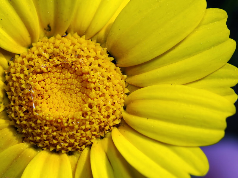 Glebionis coronaria.11