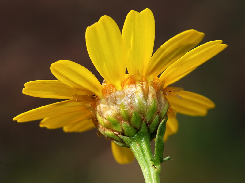 Glebionis coronaria.13