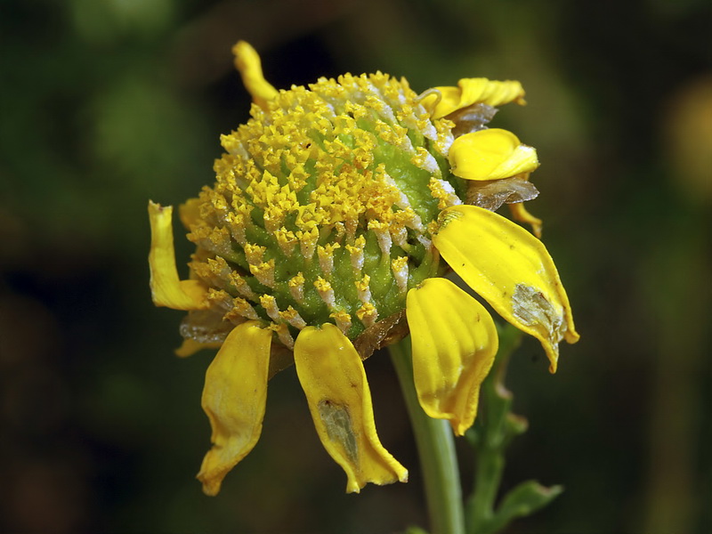 Glebionis coronaria.14