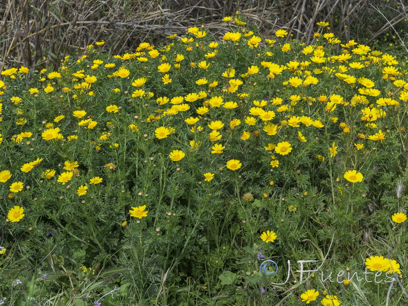 Glebionis coronaria.17