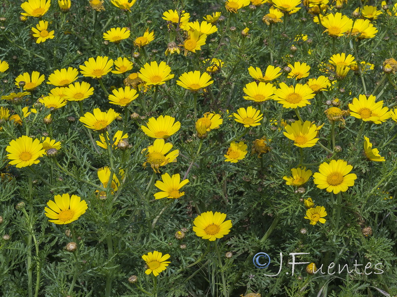Glebionis coronaria.18