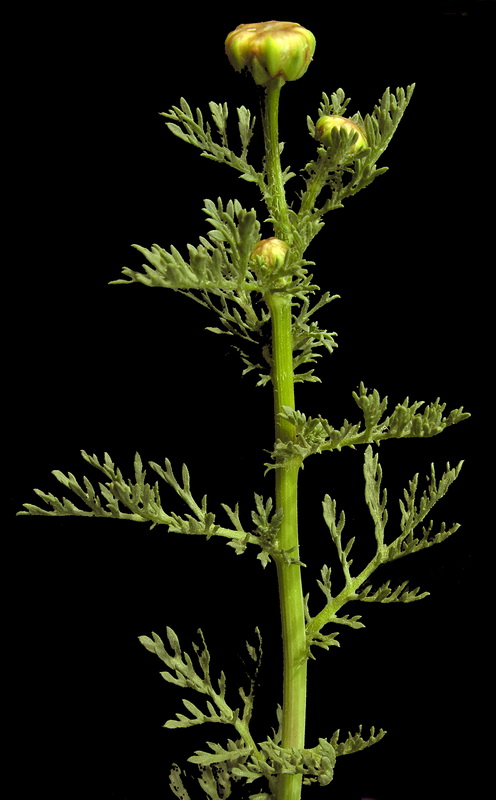 Glebionis discolor.04