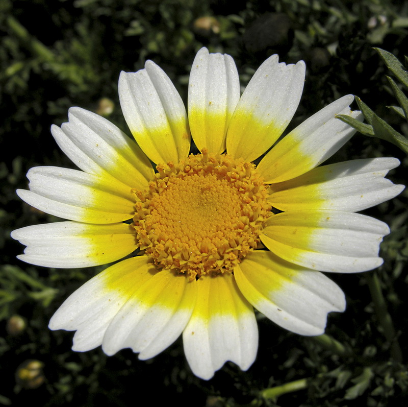 Glebionis discolor.05