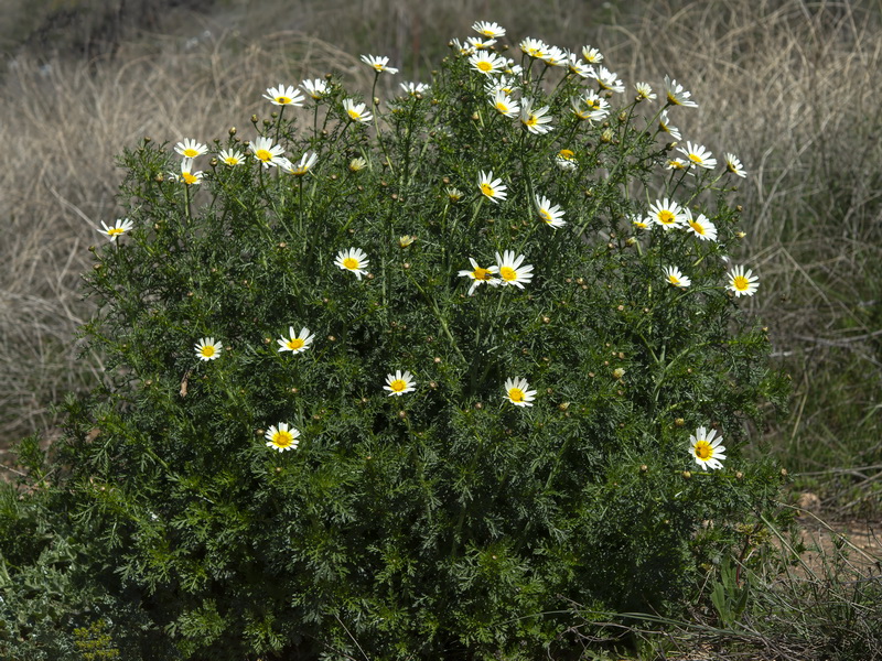 Glebionis discolor.17