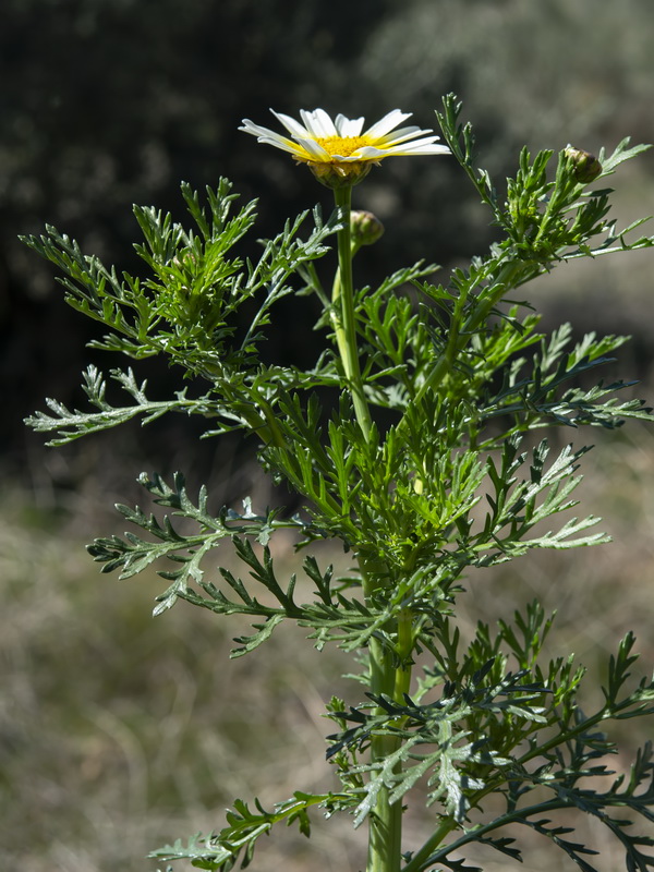 Glebionis discolor.18