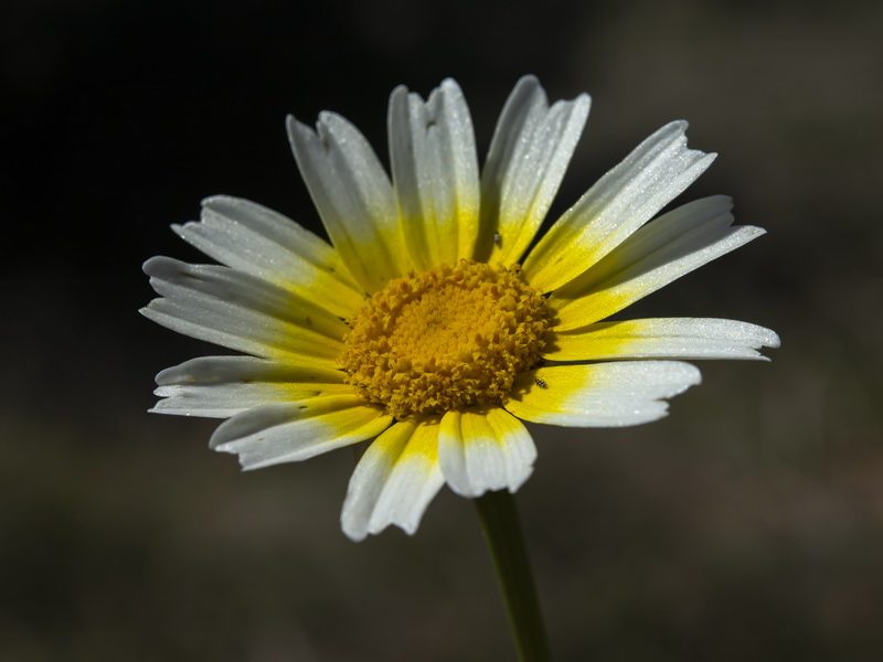 Glebionis discolor.05