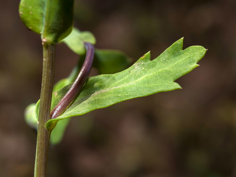 Glebionis segetum.28