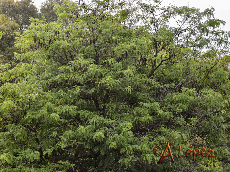 Gleditsia triacanthos.01