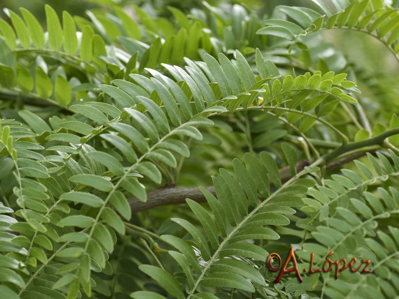 Gleditsia triacanthos.04