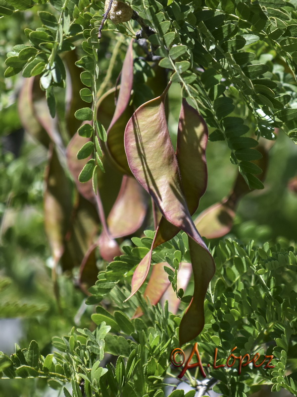 Gleditsia triacanthos.05