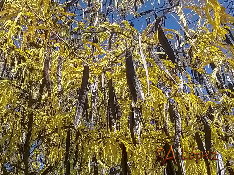 Gleditsia triacanthos.10