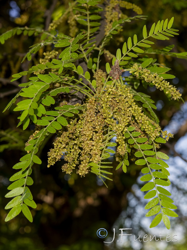 Gleditsia triacanthos.12