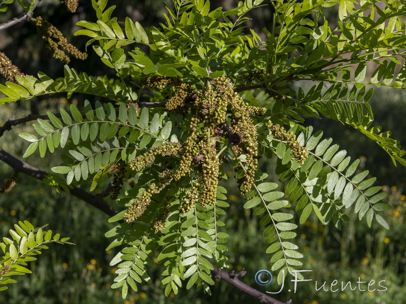 Gleditsia triacanthos.13