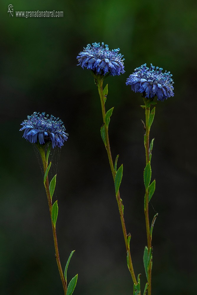 Globularia alypum