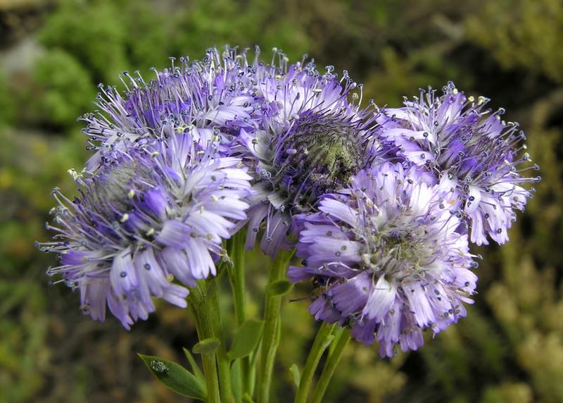 Globularia alypum.06