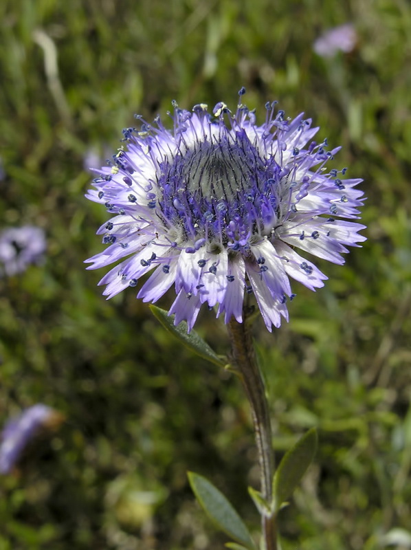 Globularia alypum.10