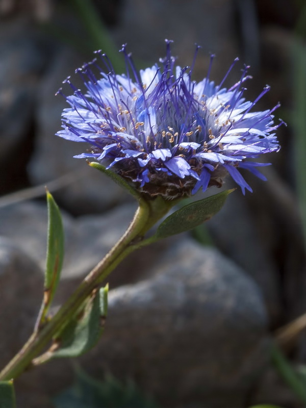 Globularia alypum.11