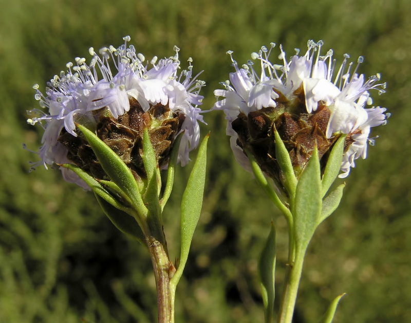 Globularia alypum.15