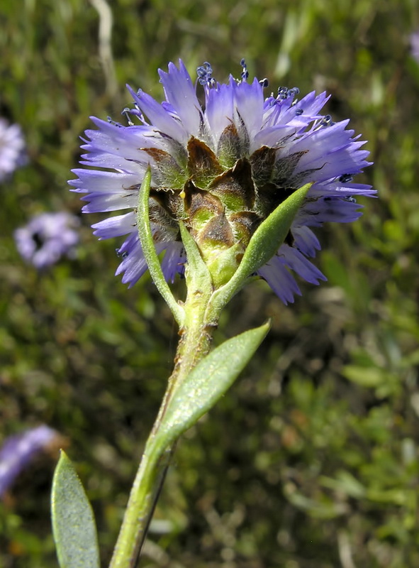 Globularia alypum.16