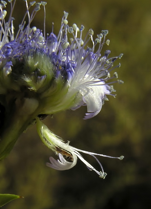 Globularia alypum.17