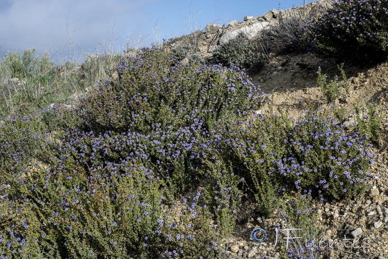 Globularia alypum.01