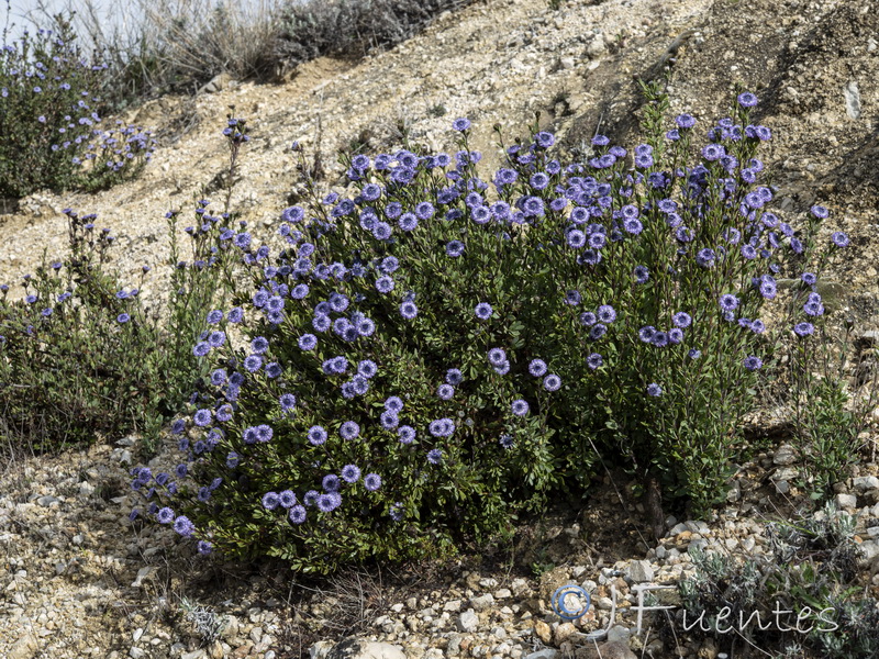 Globularia alypum.20